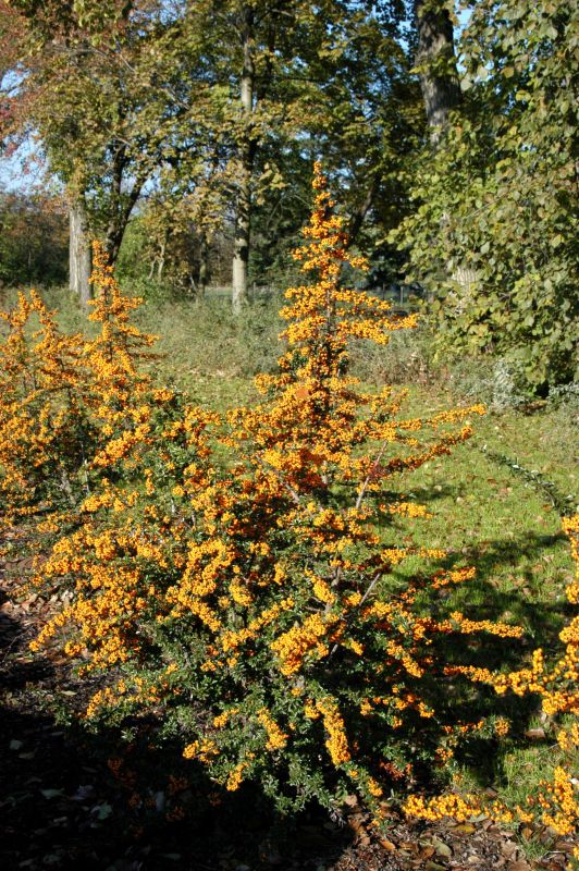Pyracantha 'Teton' - Feuerdorn 'Teton'