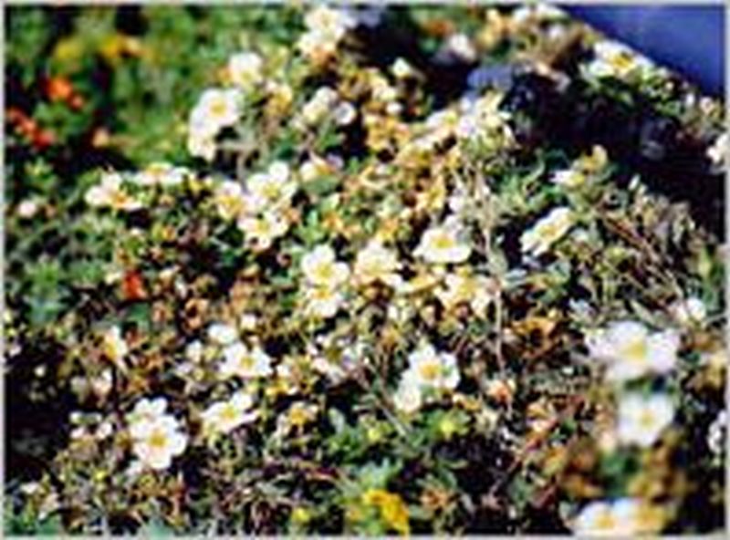 Potentilla 'Abbotswood' - Fingerstrauch 'Abbotswood'
