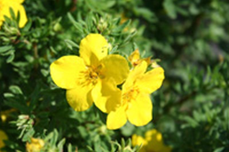 Potentilla 'Goldfinger' - Fingerstrauch 'Goldfinger'