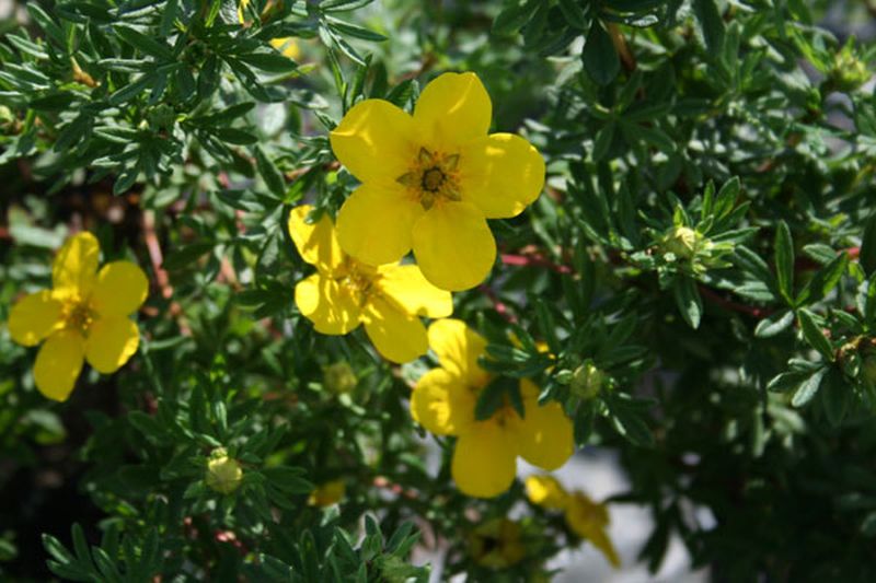 Potentilla 'Goldteppich' - Fingerstrauch 'Goldteppich'