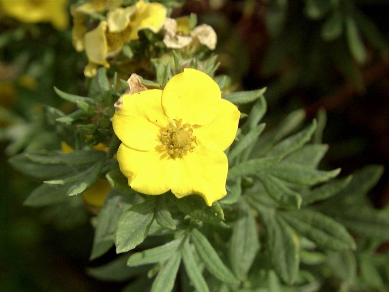 Potentilla fruticosa 'Jackman' - Fingerstrauch 'Jackman'
