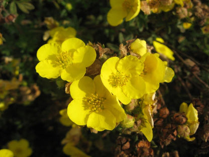 Potentilla 'Jolina' - Fingerstrauch 'Jolina'