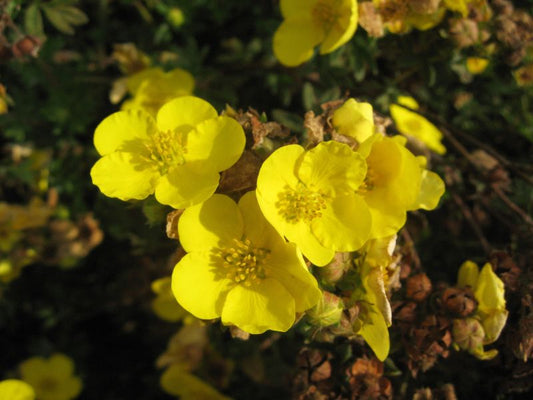 Potentilla 'Jolina' - Fingerstrauch 'Jolina'