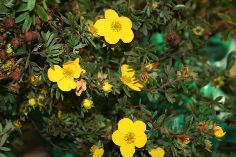 Potentilla 'Klondike' - Fingerstrauch 'Klondike'