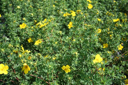 Potentilla 'Leuchtfeuer' - Fingerstrauch 'Leuchtfeuer'