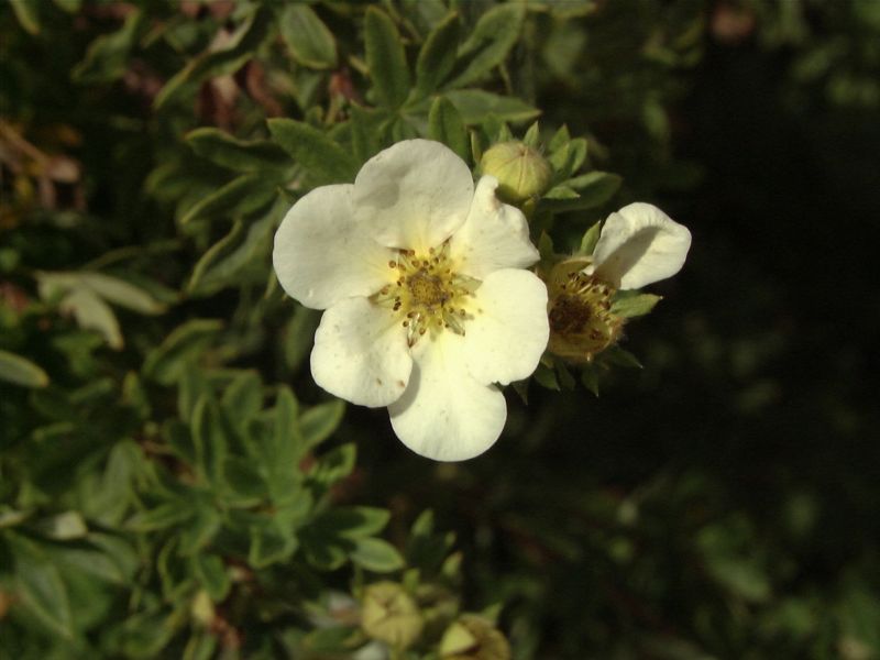 Potentilla 'Sandved' - Fingerstrauch 'Sandved'