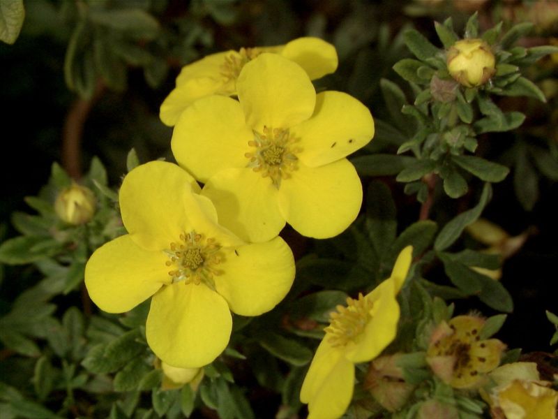 Potentilla 'Sommerflor' - Fingerstrauch 'Sommerflor'