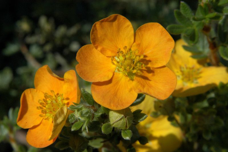 Potentilla 'Tangerine' - Fingerstrauch 'Tangerine'