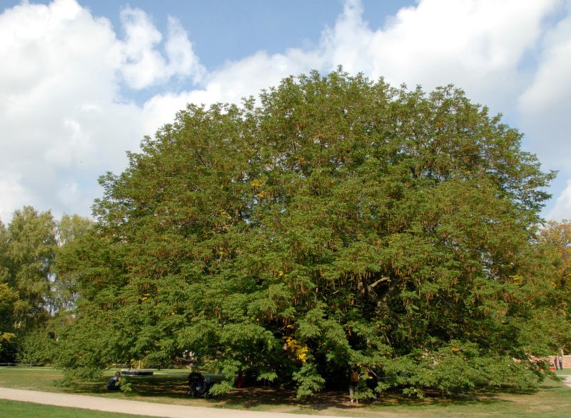 Pterocarya fraxinifolia - Flügelnuss