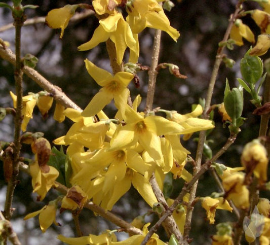 Forsythia 'Beatrix Farrand' - Forsythie 'Beatrix Farrand'