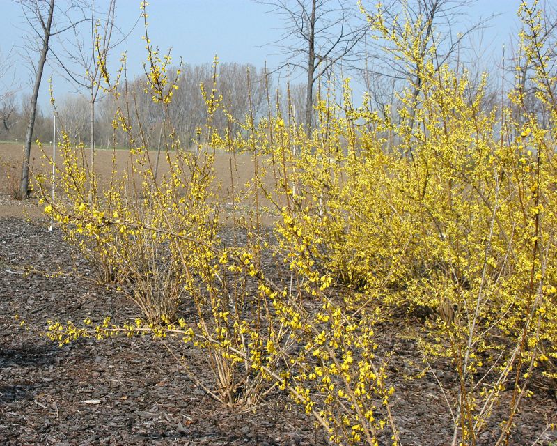 Forsythia 'Goldzauber' ® - Forsythie 'Goldzauber'
