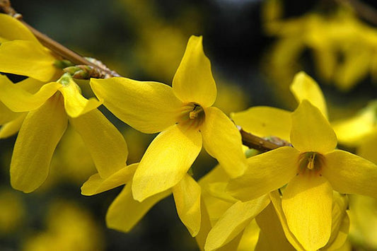 Forsythia 'Lynwood' - Forsythie 'Lynwood'