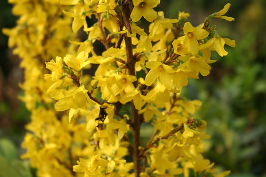 Forsythia 'Minigold' - Forsythie 'Minigold'