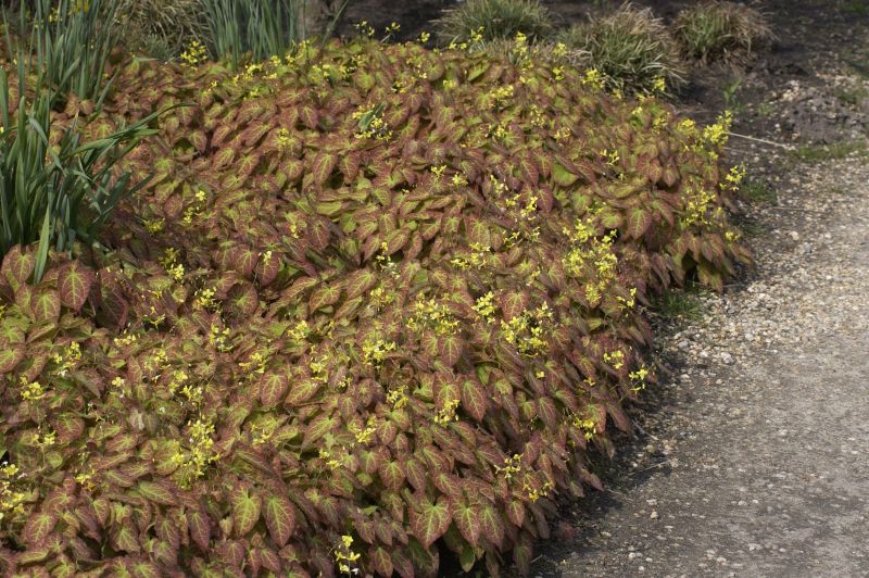 Epimedium x perralchicum 'Frohnleiten' - Frohnleiten-Garten-Elfenblume