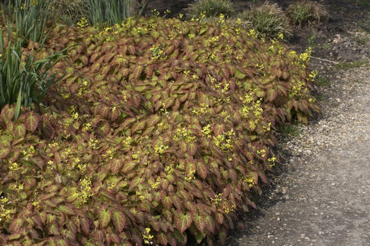 Epimedium x perralchicum 'Frohnleiten' - Frohnleiten-Garten-Elfenblume
