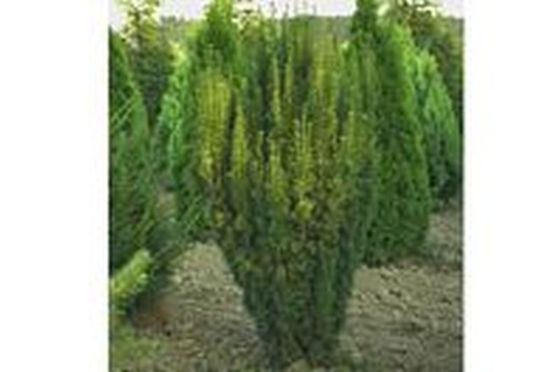 Taxus media 'Hicksii' - Fruchtende Bechereibe