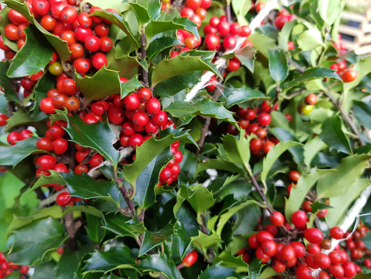 Ilex meserveae 'Blue Princess' ® - Fruchtende Stechpalme 'Blue Princess' ®
