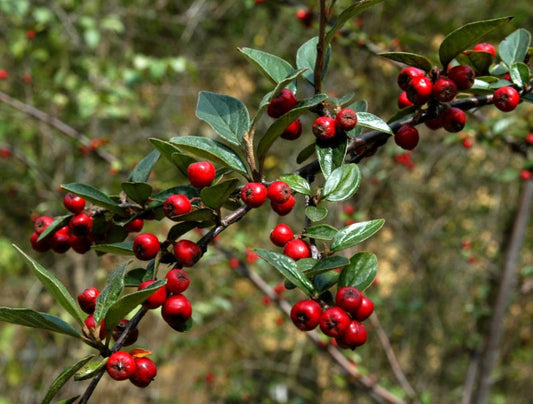 Cotoneaster franchetii - Fruchtmispel