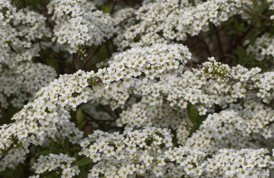 Spiraea thunbergii - Frühlingsspiere