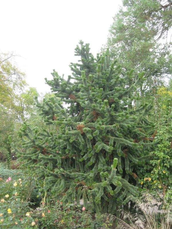 Pinus aristata - Fuchsschwanzkiefer