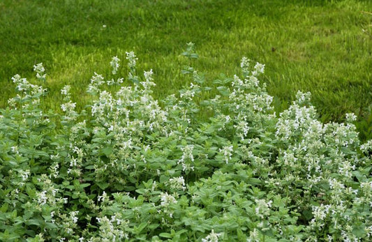 Nepeta racemosa 'Snowflake' - Garten-Bastard-Katzenminze 'Snowflake'