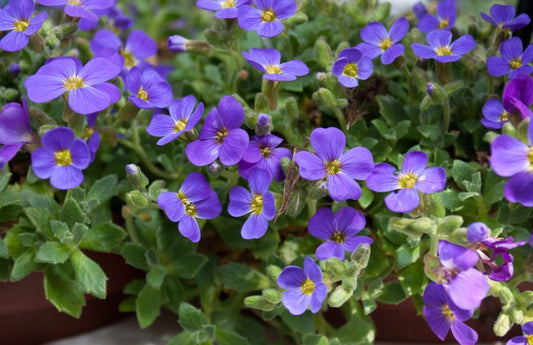 Aubrieta x cult.'Blaumeise' - Garten-Blaukissen Blaumeise