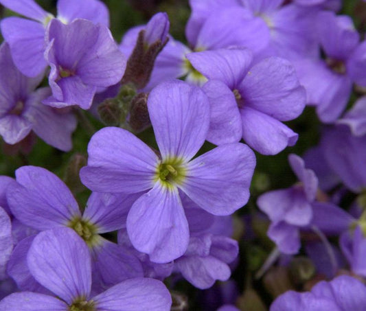 Aubrieta x cult.'Neuling' - Garten-Blaukissen Neuling