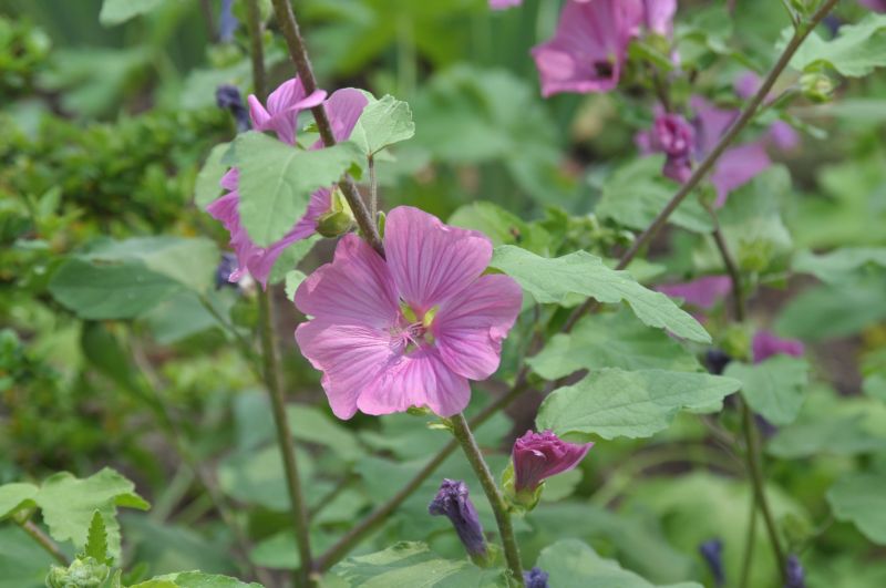 Lavatera x olbia 'Burgundy Wine' - Garten-Busch-Malve Burgundy Wine