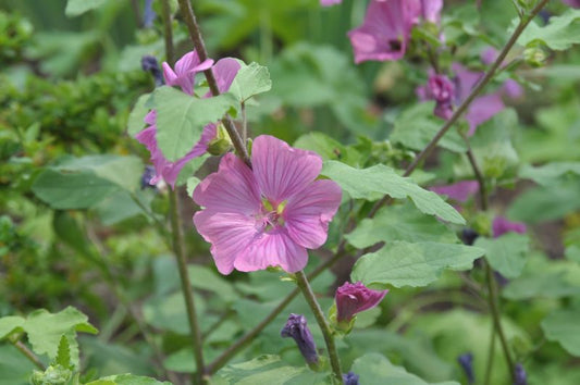 Lavatera x olbia 'Burgundy Wine' - Garten-Busch-Malve Burgundy Wine