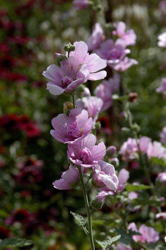Lavatera x olbia 'Barnsley' - Garten-Busch-Malve Barnsley