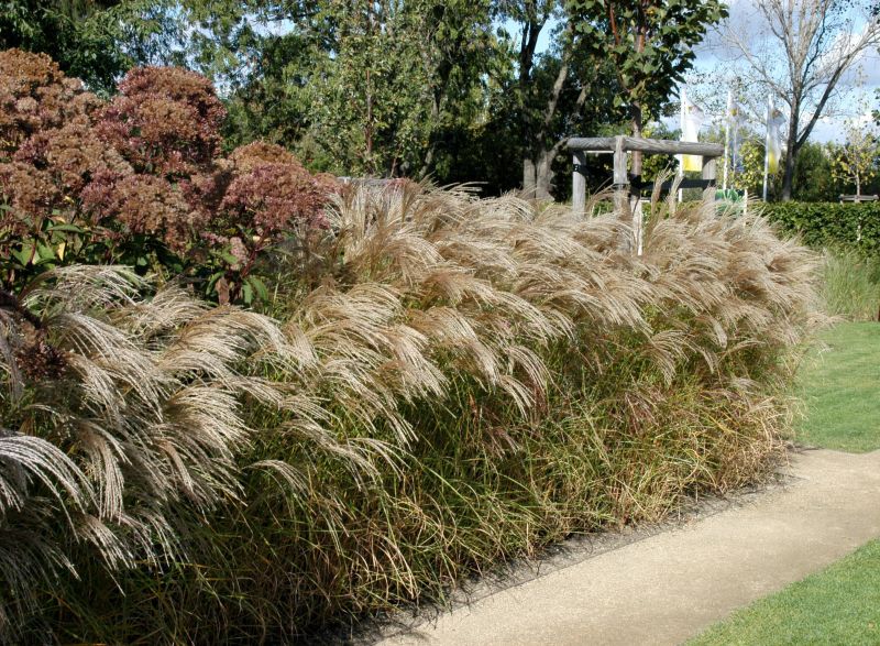 Miscanthus sinensis 'Flamingo' - Garten-Chinaschilf 'Flamingo'