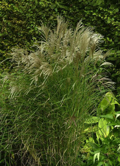 Miscanthus sinensis 'Kleine Fontäne' - Garten-Chinaschilf 'Kleine Fontäne'