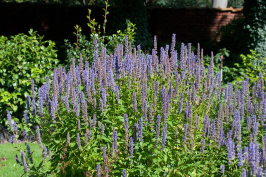 Agastache rugosa 'Blue Fortune' - Garten-Duftnessel