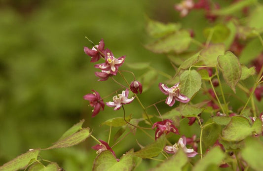 Epimedium x rubrum - Garten-Elfenblume