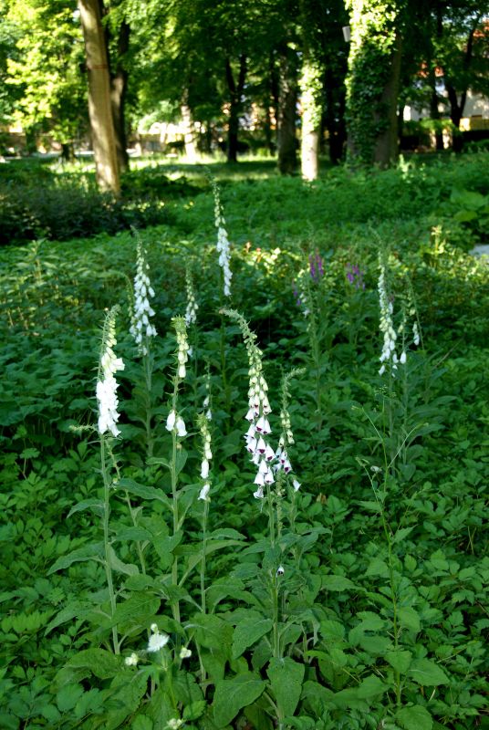 Digitalis purpurea 'Alba' - Garten-Fingerhut Alba