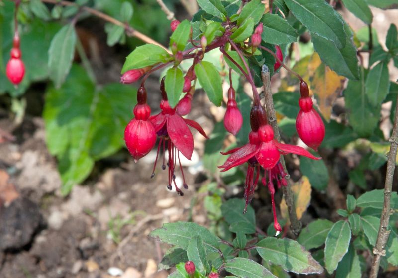 Fuchsia magellanica 'Riccartonii' - Garten-Fuchsie 'Riccartonii'