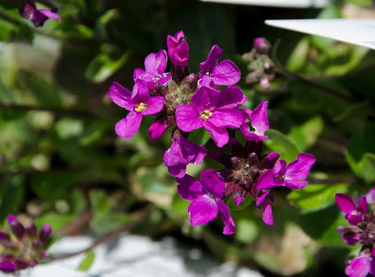 Arabis blepharophylla 'Frühlingszauber' - Garten-Gänsekresse Frühlingszauber