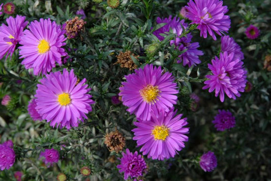 Aster novi-belgii 'Royal Ruby' - Garten-Glattblatt-Aster Royal Ruby