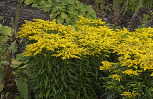 Solidago x cult.'Strahlenkrone' - Garten-Goldrute