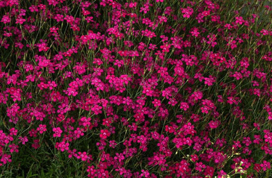 Dianthus deltoides 'Brillant' - Garten-Heide-Nelke Brillant
