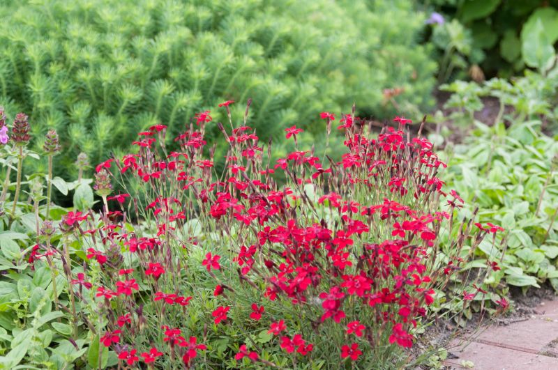 Dianthus deltoides 'Leuchtfunk' - Garten-Heide-Nelke Leuchtfunk