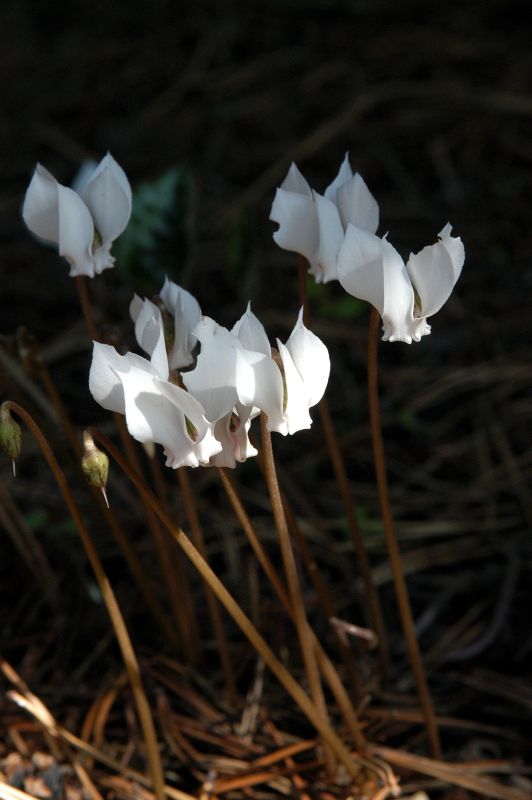 Cyclamen hederifolium 'Album' - Garten-Herbst-Alpenveilchen Album