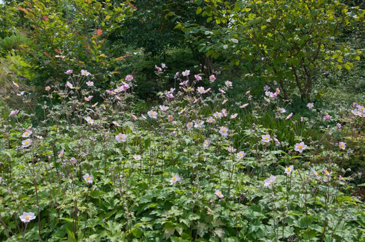 Anemone hupehensis 'September Charm' - Garten-Herbst-Anemone September Charm