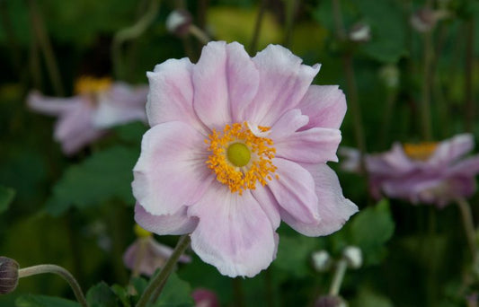 Anemone japonica 'Königin Charlotte' - Garten-Herbst-Anemone Königin Charlotte
