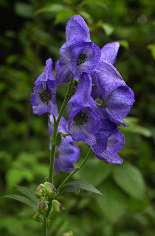 Aconitum carmichaelii 'Arendsii' - Garten-Herbst-Eisenhut Arendsii
