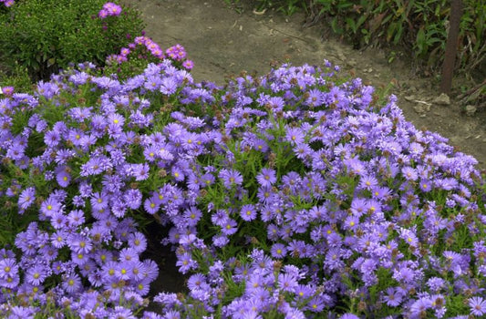 Aster dumosus 'Mittelmeer' - Garten-Kissen-Aster Mittelmeer