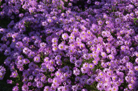 Aster dumosus 'Herbstgruß v.Bresserhof' - Garten-Kissen-Aster Herbstgruß v.Bresserhof