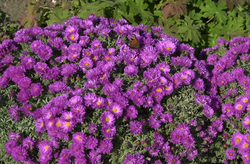 Aster dumosus 'Kassel' - Garten-Kissen-Aster Kassel