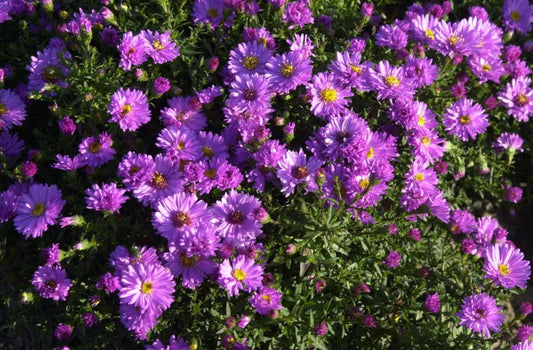 Aster dumosus 'Rosenwichtel' - Garten-Kissen-Aster Rosenwichtel