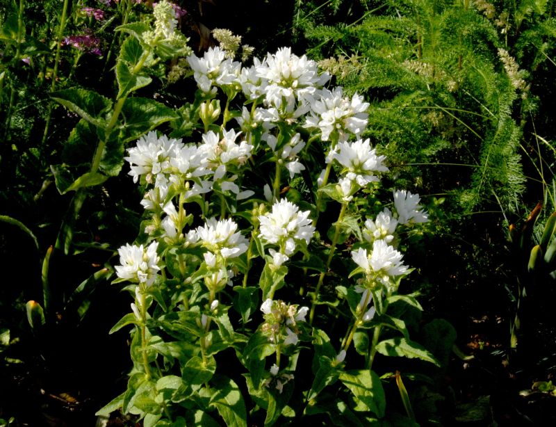 Campanula glomerata 'Alba' - Garten-Knäuel-Glockenblume 'Alba'